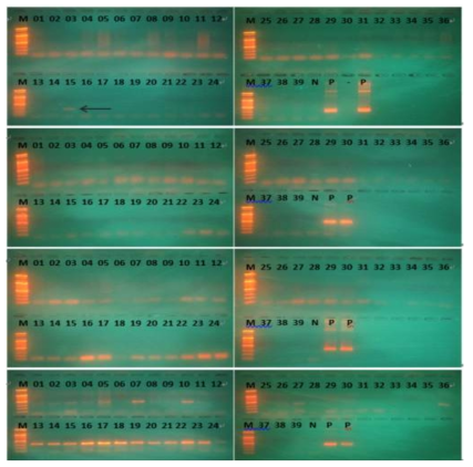 Pathogen detection by PCR (Summersamples:A - S. iniae; B - E. tarda; C - V. anguillarum; D - Vibrio harvei gene)
