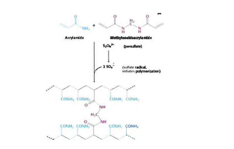 Acrylamide 하이드로겔 합성 메커니즘