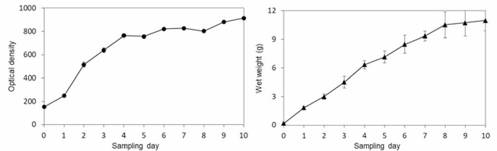 스피룰리나의 배양기간에 따른 O.D. 값과 수율