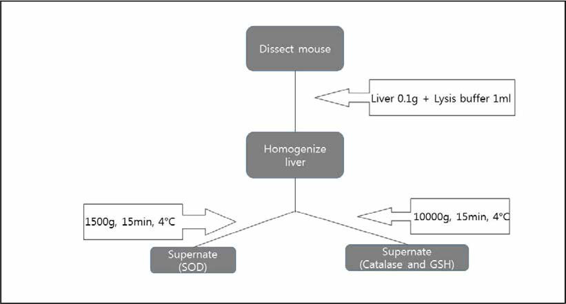 마우스 간의 SOD, GSH, Catalse 효소 분석을 위한 시료 전처리 과정 모식도