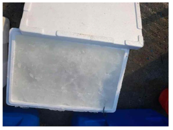 해수 샤베트 얼음에 의한 어획물 냉각