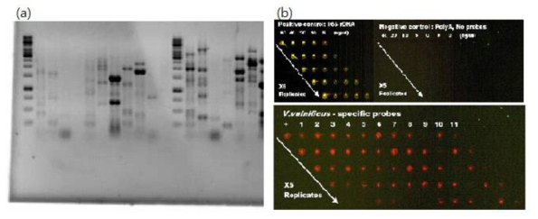 (a) 비브리오 불니피쿠스의 특정 유전자를 PCR 증폭한 결과 (b) 비브리오 불니피쿠스의 DNA에 의하여 매우 특이적으로 신호를 표출 (왼쪽위:양성대조군. 오른쪽위: 음성대조군, 아래:샘플)
