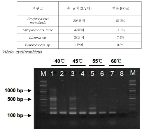 PCR을 이용하여 aroA gene 증폭 시 s-oligo (2, 4, 6, 8 lane)와 일반 oligo primer(1, 3, 5 lane)의 annealing temperature에 따른 증폭 양상