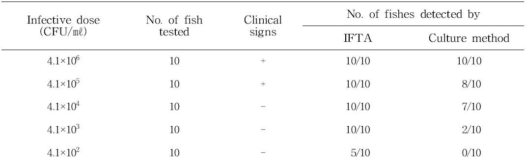 Detection by ITFA and culture method according to graded dilution of Edwardsiella tarda injected into Tilapia mossambica