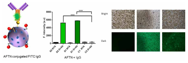 FITC염료가 tag된 항체를 apoferrtin 나노프로브의 protein G 영역을 통해 부착하여 확인한 결과