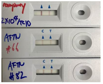 LFA 칩에서 IPNV 검출 실험을 통해 정성적으로 apoferrtin 나노프로브를 활용한 타깃의 검출이 기존 기술 대비 test line (T)에서 더 명확하게 검출됨을 확인함