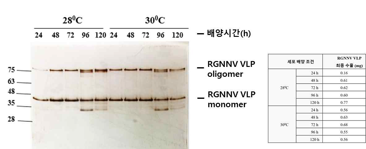 효모세포 배양온도 및 배양시간에 따른 주사용 백신항원 RGNNV VLP의 순도 및 최종 수율 비교결과. RGNNV VLP 백신항원을 발현하는 효모세포를 각각 28도, 30도에서 배양하고 24, 48, 72, 96, 120 시간별로 배양한 세포를 회수하였음. 회수한 세포를 파쇄하고 heparin chromatography로 정제하여 RGNNV VLP를 확보하였음. 정제결과는 SDS-PAGE로 확인하였음(왼쪽그림). 정제 후 최종수율을 표로 나타내었음(오른쪽)