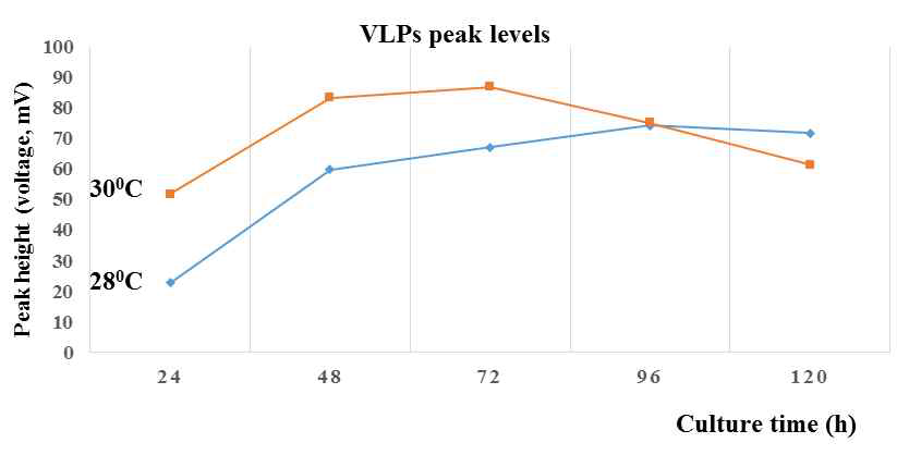 정제된 RGNNV VLP의 특성을 SEC에서 용출되는 peak level로 비교하여 나타낸 결과. RGNNV VLP 백신항원을 발현하는 효모세포를 각각 28도, 30도에서 배양하고 24, 48, 72, 96, 120 시간별로 배양한 세포를 회수하였음. 회수한 세포를 파쇄하고 heparin chromatography로 정제하여 RGNNV VLP를 확보하였음. 각 조건별로 확보한 RGNNV VLP를 superose-6 resin에 로딩하고 용출된 VLP peak 수준을 분석하였음