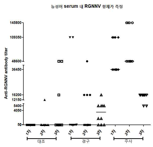 경구용 및 주사용 백신 접종 능성어의 1차, 2차, 3차 채혈 혈액의 항체 역가 측정 결과. 수집한 혈액을 각각 생리식염수에 희석하여 96 well plate에 코팅하였음. Well마다 혈액이 코팅되지 않은 부분은 BSA로 blocking시켰고 이어 정제된 RGNNV VLP를 50 ng/well로 분주함으로서 어체 혈중 항체-RGNNV VLP 복합체의 결합을 유도하였음. 어체 혈중 항체-RGNNV VLP 복합체는 RGNNV capsid protein에 대한 1차 항체를 사용하여 검출하였고 최종 혈 중 항체 역가는 양성반응을 보이는 혈액의 최고 희석 비율로 나타내었음. 대조, n=10. 경구, n=10. 주사, n=10