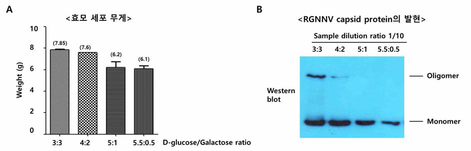 탄소원 배양 조건에 따른 경구용 백신 항원 발현 세포의 성장, 백신 항원 발현을 확인한 결과. 탄소원 6% 기준으로 D-glucose와 galactose를 각각 3:3, 4:, 5:1, 5.5:0.5 첨가하여 경구용 백신 항원 발현 효모 세포를 72 시간 동안 배양하고 A. 세포 무게를 측정함. B. 경구용 백신 항원의 발현을 Western blot으로 확인함