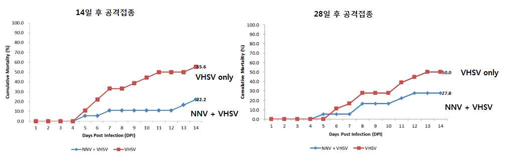 NNV와 VHSV 혼합감염모델에서 VHSV 감염에 따른 넙치 폐사율 비교 결과. 넙치에 NNV 접종 후 14일 및 28일 후 VHSV를 접종하고 폐사율을 관찰함