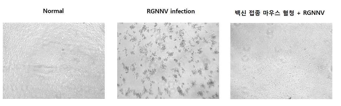 E-11 세포를 이용한 중화활성 평가 (CPE 형성 여부 관찰). Normal은 RGNNV를 감염시키지 않은 정상 세포를 의미함. RGNNV infection은 RGNNV를 100TCID50으로 감염시킨 세포를 의미함. 백신 접종 마우스 혈청 + RGNNV는 100TCID50의 RGNNV를 RGNNV VLP로 면역한 마우스 혈청과 반응시킨 후 감염시킨 세포를 의미함