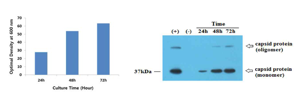 발효기(fermentor) 발효조건 확인 결과. 3 L 스케일로 발효기에서 72 h 배양시 cell growth 및 항원 발현양 확인 결과. 좌, 배양 시간에 따른 cell density 측정결과. 우, 배양 시간에 따른 항원 발현양 확인 결과. (+), 정제된 RGNNV capsid 단백질, (-) parent cell Y2805 cell lysate