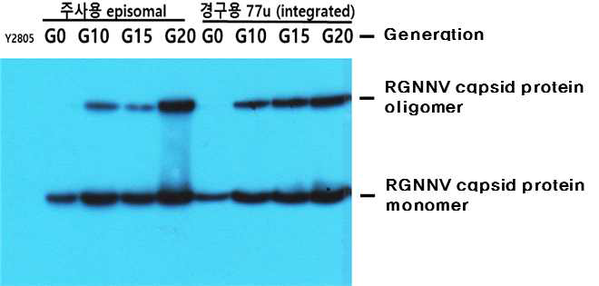 주사용 및 경구용 백신항원 생산균주의 계대배양에 따른 항원발현 확인결과. 노다바이러스 백신항원의 발현은 mouse anti-RGNNV capsid protein polyclonal antibody를 1차 항체로 사용한 Western blot으로 확인하였음. Y2805는 백신항원 생산균주의 모세포를 의미함. 주사용, 경구용은 각각 노다바이러스 주사용 및 경구용 백신 항원 생산세포주를 의미함. G0, G10, G15, G20은 각각 0회, 10회, 15회, 20회 계대배양하여 얻은 세포를 의미함