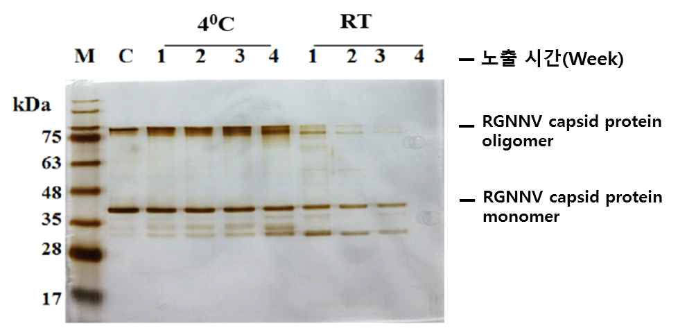 주사용 백신항원의 장기 보관에 따른 항원 안정성 확인 결과 2. 정제된 RGNNV VLP를 4도 혹은 상온(RT)에 노출시킨 다음 1 주차, 2 주차, 3 주차 및 4 주차 순으로 샘플링하여 SDS-PAGE로 RGNNV capsid protein 밴드를 확인하였음. C는 대조군을 의미하고 1, 2, 3, 4는 4도 혹은 상온에 노출된 실험그룹의 보관 주차(week)를 의미함