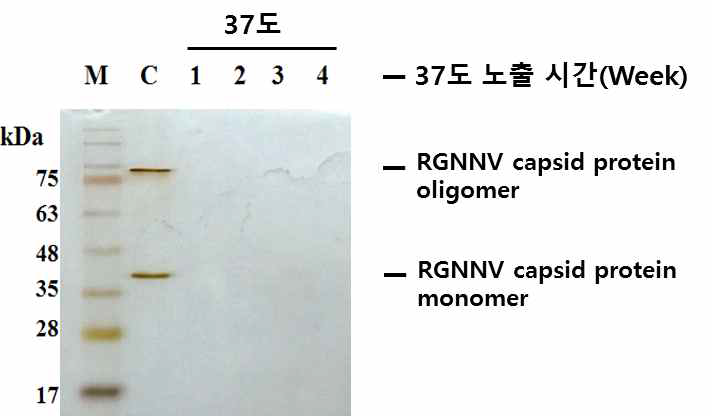 주사용/경구용 백신항원의 가혹 조건 노출에 따른 항원 안정성 확인 결과. 정제된 RGNNV VLP를 37도에 노출시킨 다음 1 주차, 2 주차, 3 주차 및 4 주차 순으로 샘플링하여 RGNNV capsid protein 밴드를 SDS-PAGE로 확인하였음. C는 대조군을 의미하고 1, 2, 3, 4는 37도에 1주, 2주, 3주 및 4주 노출된 실험구를 의미함