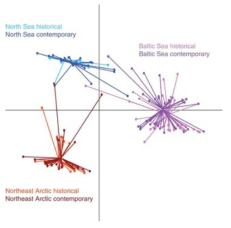 북동 북극해, 북해 및 발틱해에 서식하는 대구의 개체별 유전자형에 따른 PCA 분석