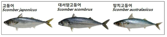 본 연구에 사용된 고등어류 3종