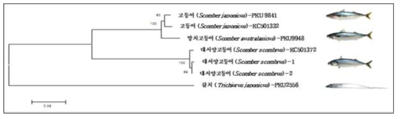 고등어류 3종의 CO1 분자마커 분석에 의한 분자계통학적 유연관계