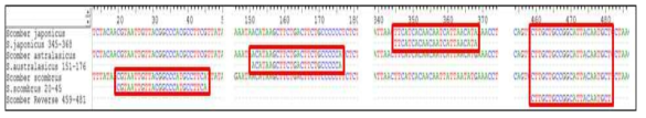 고등어류 3종의 종판별 CO1 유전자 영역 내 species-specific PCR primer 위치