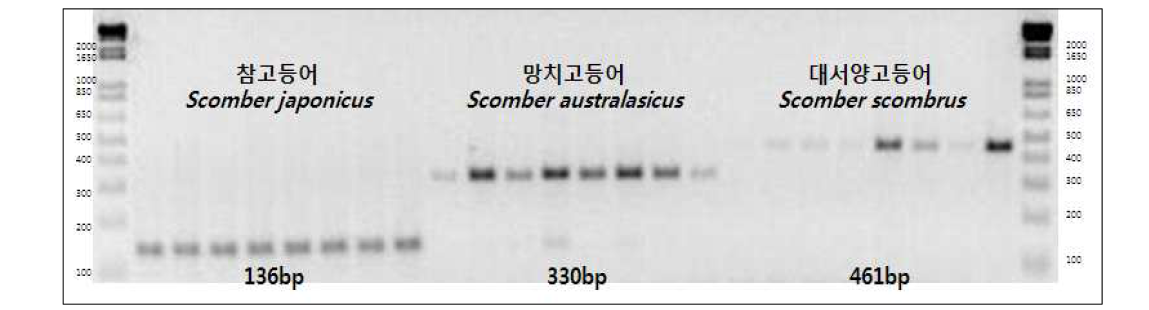 고등어속 3종 특이 multiplex PCR primer에 의한 종판별 전기영동