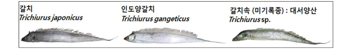 본 연구에 사용된 갈치류 3종