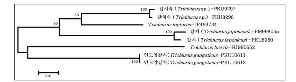 갈치류 3종의 CO1 분자마커 분석에 의한 분자계통학적 유연관계