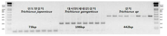 갈치속 3종 특이 multiplex PCR primer에 의한 종판별 전기영동