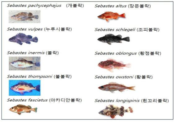 본 연구에 사용된 볼락류 10종