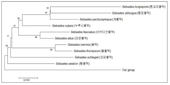 볼락류 10종의 CO1 분자마커 분석에 의한 분자계통학적 유연관계