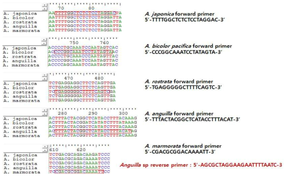 뱀장어류 5종의 종판별 유전자 영역 내 species-specific PCR primer 위치