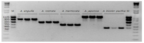 뱀장어류 5종 특이 multiplex PCR primer에 의한 종판별 전기영동
