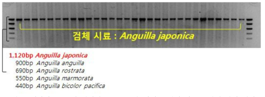 뱀장어류 5종의 전기영동 pattern을 마커로 검체 시료 종판별 감식 예시