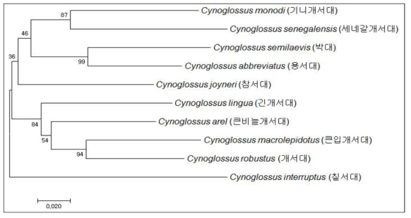서대류 10종의 CO1 분자마커 분석에 의한 분자계통학적 유연관계
