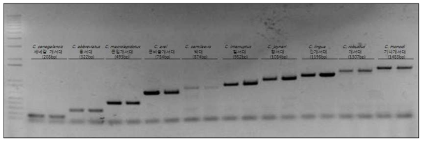 서대류 10종 특이 multiplex PCR primer에 의한 종판별 전기영동