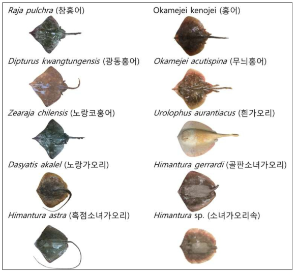 본 연구에 사용된 홍어류 5종 및 가오리류 5종