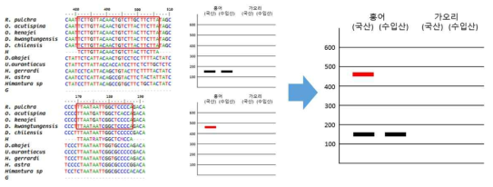 홍어류 수입산 판별을 위한 primer 위치, 서열 및 결과 모식도