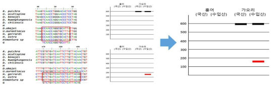 가오리류 수입산 판별을 위한 primer 위치, 서열 및 결과 모식도