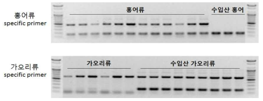 홍어류 및 가오리류 수입산 판별용 특이 primer에 의한 PCR 산물 전기영동 사진