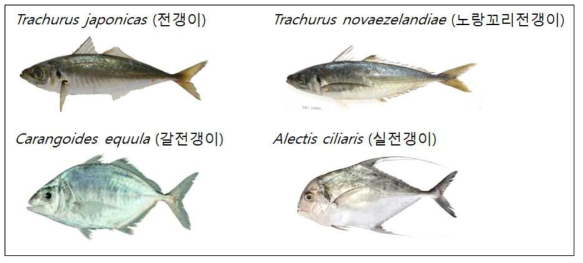 본 연구에 사용된 전갱이류 4종