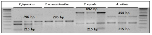 전갱이류 판별용 특이 primer에 의한 multiplex-PCR 산물 전기영동 사진