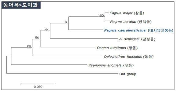 돔류 7종의 mt-DNA CO1영역 분자마커 분석에 의한 분자계통학적 유연관계