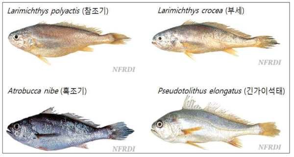 본 연구에 사용된 주요 민어류(조기류) 4종