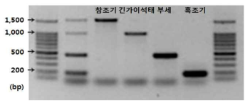 민어류(조기류) 특이 multiplex PCR primer에 의한 종판별 PCR 전기영동