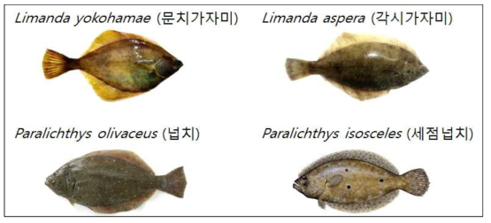 본 연구에 사용된 가자미류 및 넙치류 4종