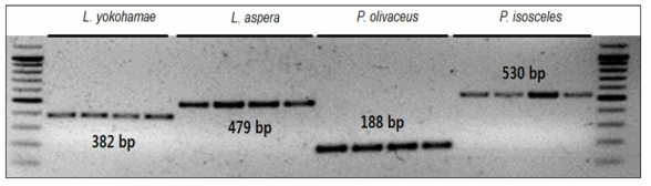 가자미류 및 넙치류 종특이 multiplex PCR primer에 의한 PCR 전기영동 사진