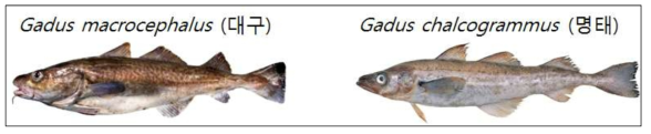 본 연구에 사용된 대구류 2종