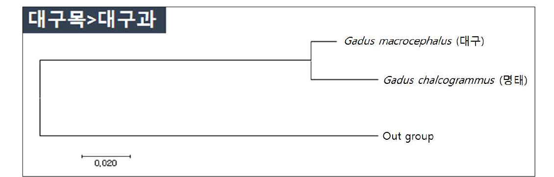 대구류 2종의 mt-DNA CO1영역 분자마커 분석에 의한 분자계통학적 유연관계
