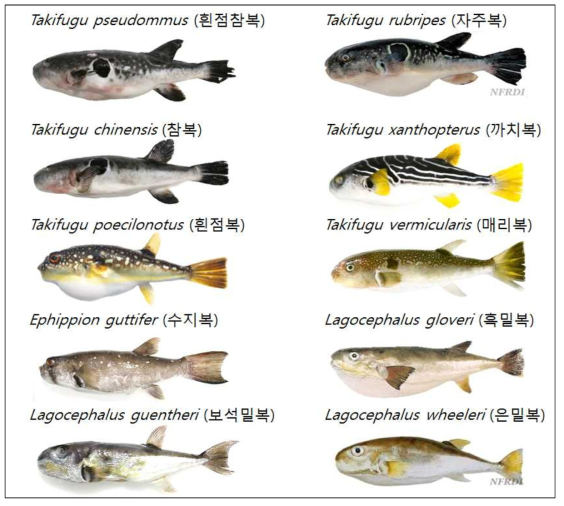 본 연구에 사용된 복어류 10종