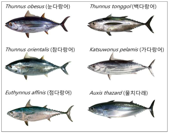 본 연구에 사용된 다랑어류 6종